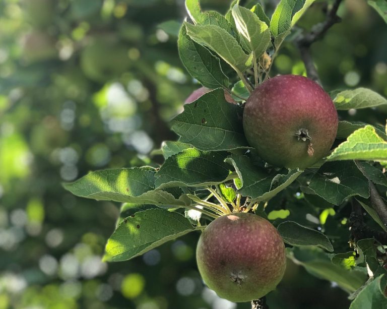 Unter dem Apfelbaum - Erinnerungen an meine Schwangerschaft